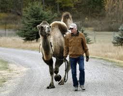 No, there is not a camel species that has three humps. Bactrian Buddies Kalispell Man Would Walk A Mile For A Camel Local News Missoulian Com