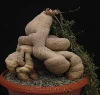 Image result for Kedrostis nana