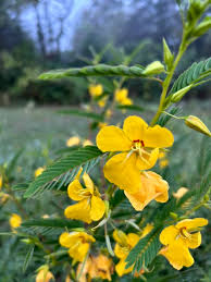 Image result for Chamaecrista parva