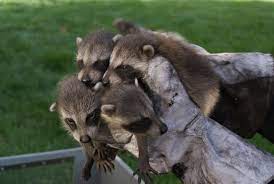 How To Know If A Raccoon Has Babies Skedaddle