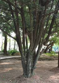 Image result for Diospyros ferrea
