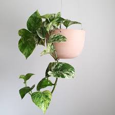 Bird Of Paradise Plant Leaves Curling Inward Scindapsus Marble Queen In 2020 Hanging Pots Marble Queen Pothos Wooden Garden Planters