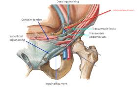 The inguinal ligament helps in keeping the digestive organs from anticipating out from the crotch. Inguinal Canal Borders Contents And Clinical Importance Medical Junction