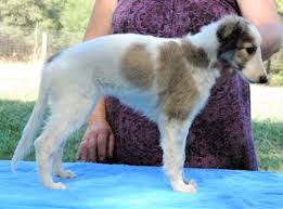 The silken windhound is a relatively young breed, therefore the number of dogs and breeders in once you have decided about having a silken windhound in your family, the search. Sudan Litter Silken Windhounds Of Morgandell