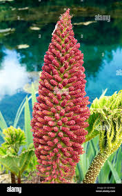 Image result for Gunnera