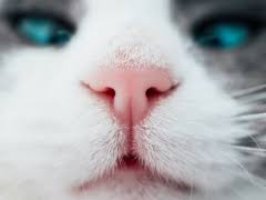 How to prevent cancer in cats? Stomach Cancer In Cats Causes Symptoms Treatment All About Cats