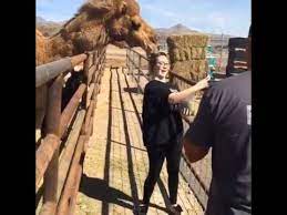 A family in the midwest bit off more than they could chew in a close encounter with a hungry camel. Camel Puts Mouth Over Womans Head Youtube