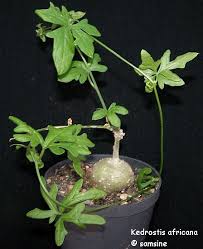 Image result for Kedrostis africana