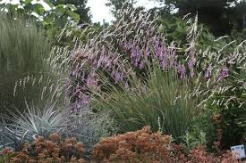 Image result for Dierama formosum