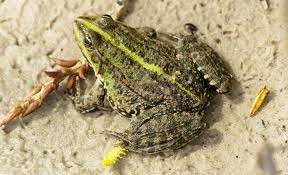 Beachten sie, dass die meisten frösche im oder in der nähe von wasser leben. Frosche Im Gartenteich Was Tun Gegen Den Larm