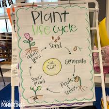 life cycle activities for kids plants and animals