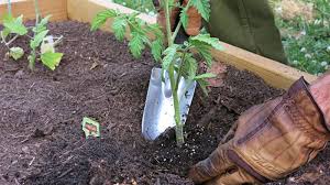 Check spelling or type a new query. Transplanting Guide When And How To Transplant Flowers Vegetables