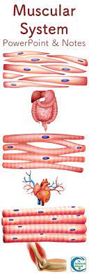 Muscular System Powerpoint And Notes Distance Learning Anatomy And Physiology Muscular System Physiology