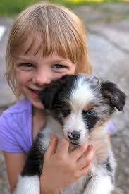 Looking for a puppy or dog in athens, texas? Miniature Australian Shepherd Anna Archives Rl Valley Ranch Aussies