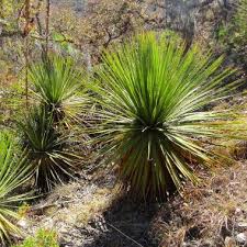 Image result for Dolichos sericeus