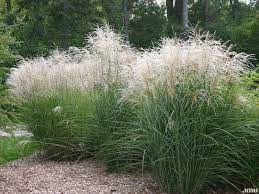 Miscanthus Sinensis Graziella Eulalia Graziella Family Poaceae Originating From S E Asia A Superb Ea Ornamental Grasses Grasses Landscaping Plants