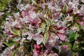 Weigela florida 'kolmagira' pp20,384 even before the first flowers appear, rainbow sensation ™ will brighten your garden with its attractive, variegated foliage. Weigela Florida Kolmagira Rainbow Sensation