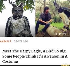 Meet The Harpy Eagle A Bird So Big Some People Think It S A Person In A Costume Ifunny Memes Funny Relatable Memes Popular Memes