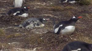 Polar bear poops & penguin farts youtube video izle indir. Whoops That Wasn T A Fart Funny
