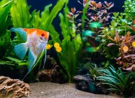 Fill the aquarium halfway with water. 5 Live Aquarium Plants That Even A Beginner Can Care For Petmd