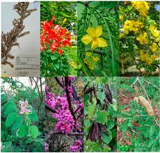 Image result for Fabaceae subfamily Mimosoideae