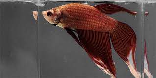 Fill your cart with color today! Best Betta Fish Food What To Feed How Much Bettafish Org