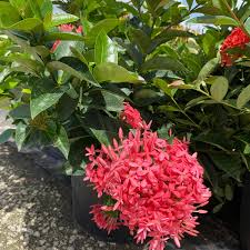 Image result for Ixora narcissodora