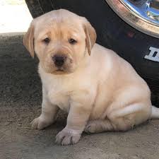 We did not find results for: Mackenzie Labradors Home Facebook