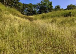 Image result for Ischaemum afrum