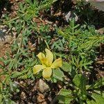 Image result for Menodora heterophylla