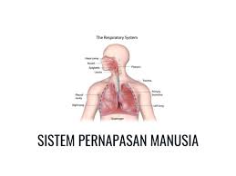 Pertukaran o2 dan co2 dalam pernafasan. Sistem Pernapasan Manusia Pengertian Proses Organ Dan Bagian Bagiannya Gramedia Literasi