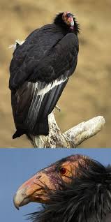 Check spelling or type a new query. Pin On America