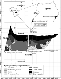 Image result for Hyparrhenia mobukensis