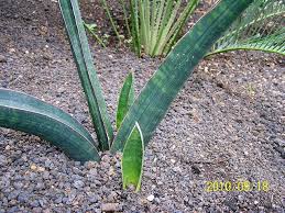 Image result for Sansevieria sinus-simiorum