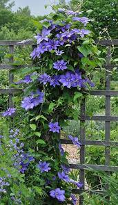 How To Grow Clematis - Gardener's Supply