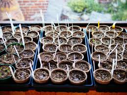 Learn more about how to pick the best seed starting trays at bootstrap farmer. The Beginner S No Fail Guide To Starting Seeds Indoors Garden Betty