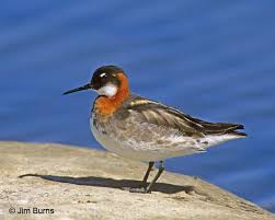 Red Necked Phalarope Bird Pet Birds Sea Birds Wild Birds