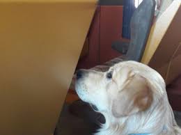 Check spelling or type a new query. Cum Pleci In VacanÈ›Äƒ Cu Animalul De Companie DacÄƒ Nu Ai MaÈ™inÄƒ Profit Din Caini La Cfr Romania Libera