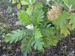 Image result for Bocconia arborea