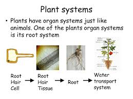 Waxy cuticle helps prevent water loss stomata regulates flow of water vapor from. 7a Tissues And Transplants Overview Of Topic Human Organs Plant Organs Organ Transplants Plant And Animal Cells Using Microscopes Specialised Cells Ppt Download