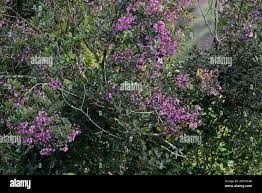 Image result for Dichaetanthera