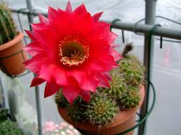 Image result for Portulaca kermesina