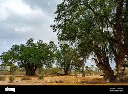 Image result for Xanthocercis zambesiaca