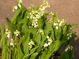 Lily Of The Valley The Beautiful Lily Of The Valley With Its White Bells It I Ad Beautiful Lily Lily Valley Whi Lily Of The Valley Lily Flowers