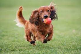 Dachshunds are prone to back issues 12 Long Haired Miniature Dachshund Facts That Ll Impress You