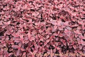 More images for how to grow amaranth from seed » Growing Amaranth Plants Grain And Leaves As Food