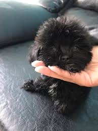 The shih poo dog is a cross between a shih tzu and a toy poodle. Samantha On Twitter Female Shihpoo Puppy For Sale 30k Dm For Details