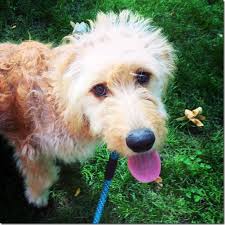 We specialize in f1 mini and f1 standard goldendoodles. A Day In Denver Peanut Butter Fingers