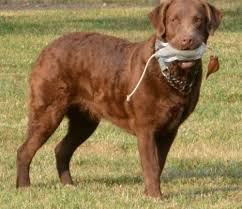 The chesapeake bay retriever has been known to retrieve hundreds of birds in a single day in frigid waters. Chesapeake Bay Retriever Puppy For Sale Adoption Rescue For Sale In Berryville Arkansas Classified Americanlisted Com