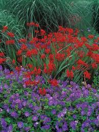 You see the words annual and perennial on plant tags and in garden books. 20 Perennials For Season Long Color Hgtv Perennial Plants Perennials Geranium Rozanne